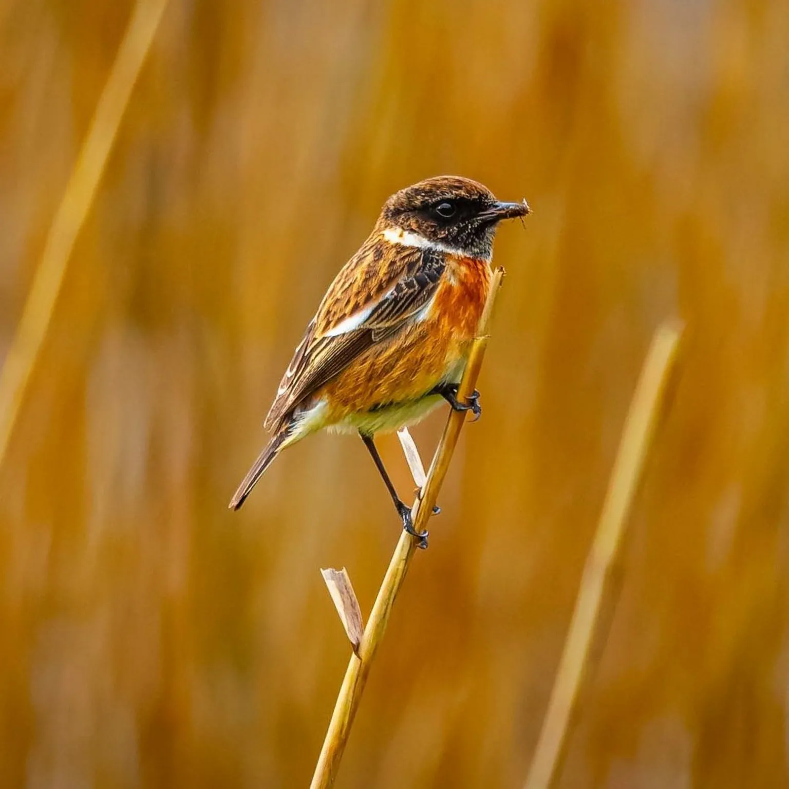Kenneth Milligan A rust-coloured stonechat bird perched on a reed in a field.