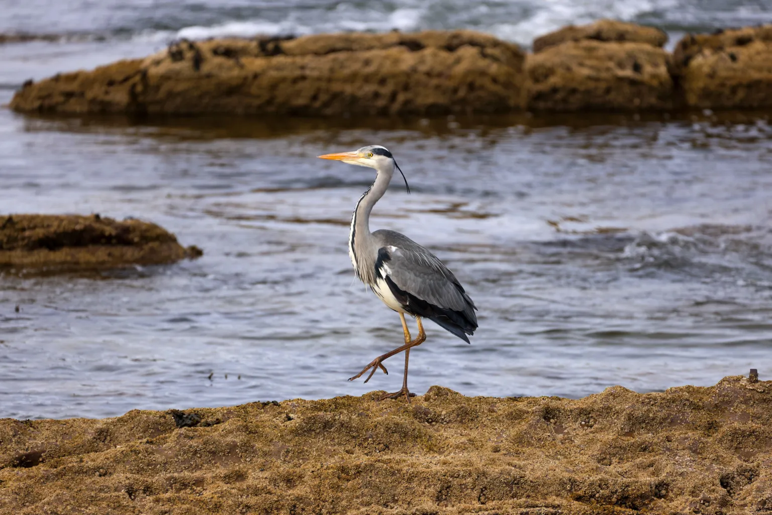 Zara Macdonald A grey heron stands on one leg, on rocks next to water.