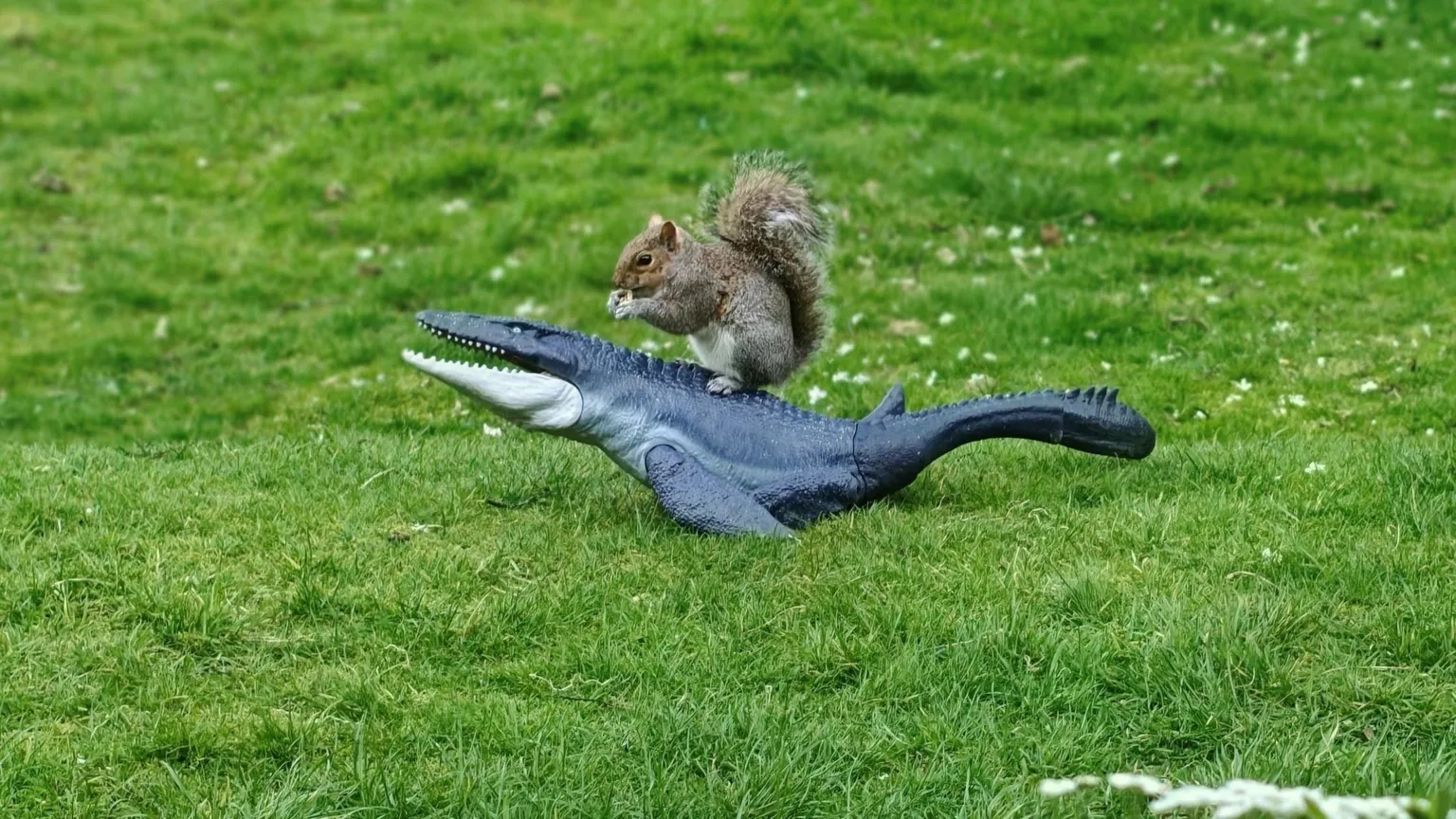 Marnie Boyle A squirrel on the back of a toy dinosaur on grass.