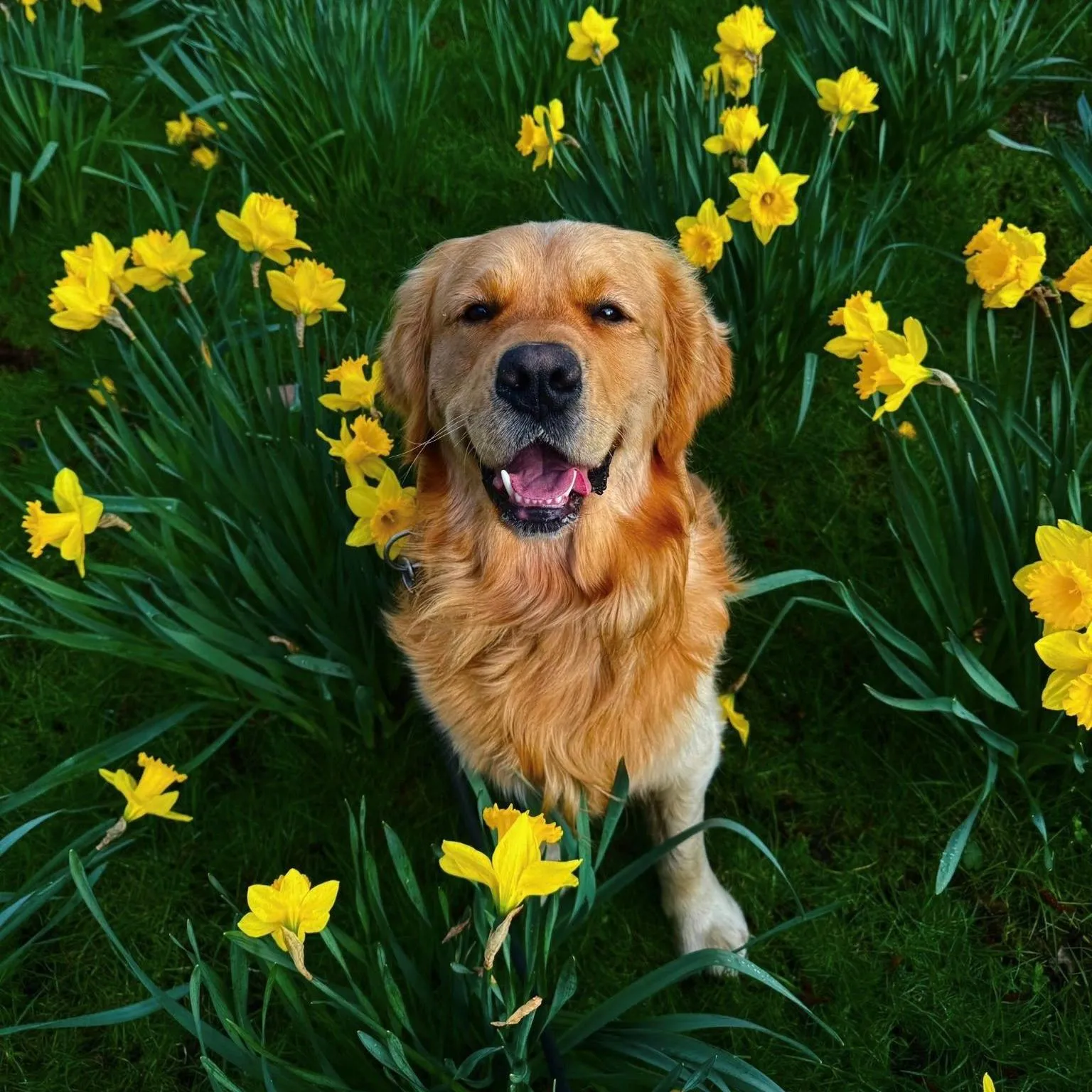 Ellis Whelan A golden retriever sitting among yellow daffodils.