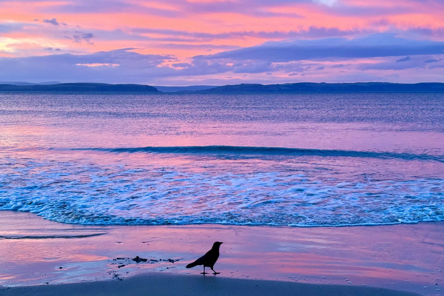 Elena Reid A crow standing on a beach with a pink and purple sunset sky reflected in the water.