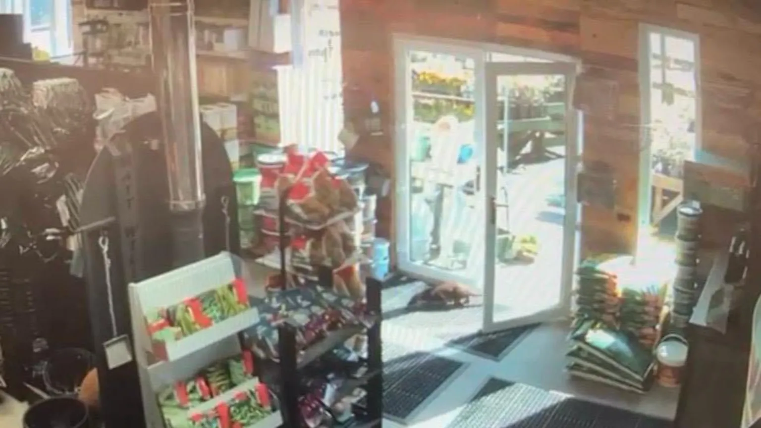Matt Williamson and Son CCTV footage from a garden centre showing an otter coming in through an open door