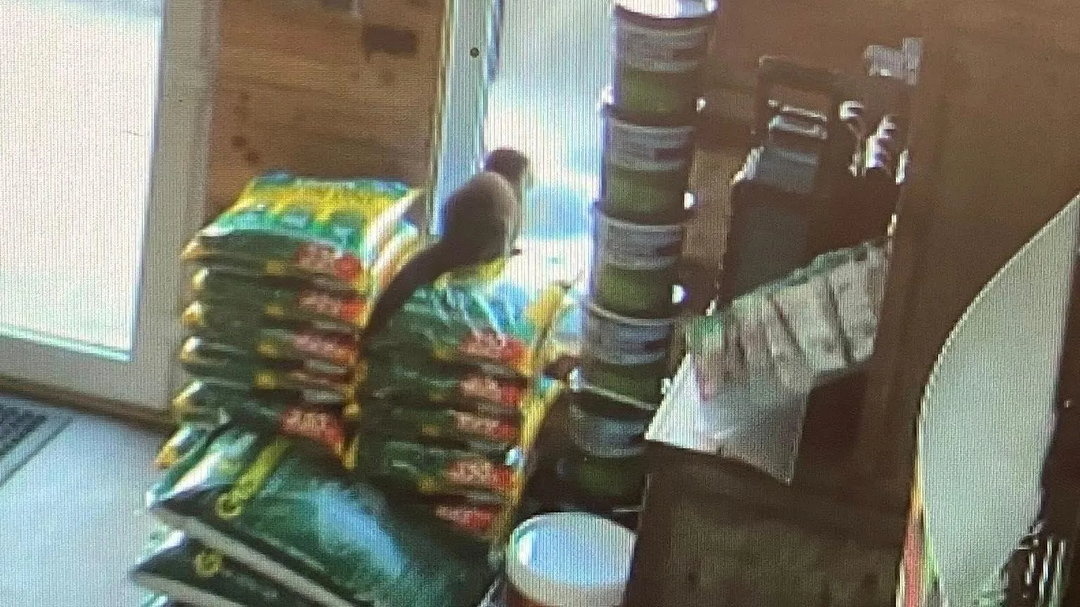 Matt Williamson and Son CCTV image of an otter on top of what look like bags of compost