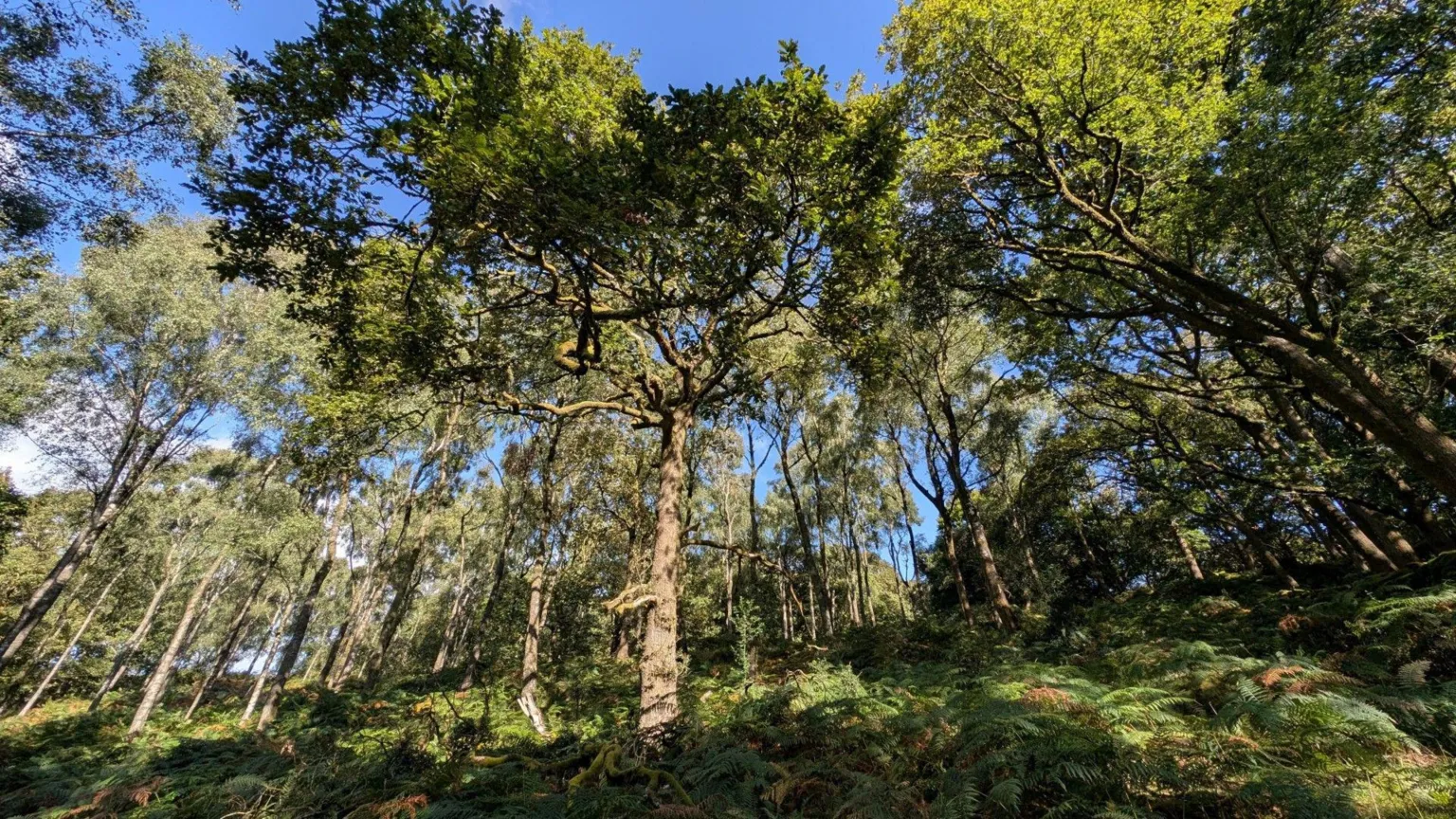 Friends of the Lake District A view looking up to trees in Rusland Woods in the sun. The woodland has a thick layer of vegetation around the base of the trees.