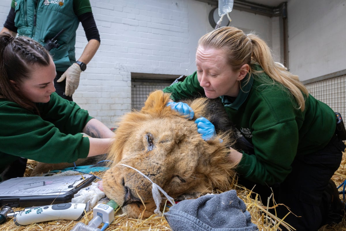 Zookeeper Tara Humphrey gets in a quick cuddle with Asiatic lion Bhanu while he is anaesthetised for a routine check on his ear canal