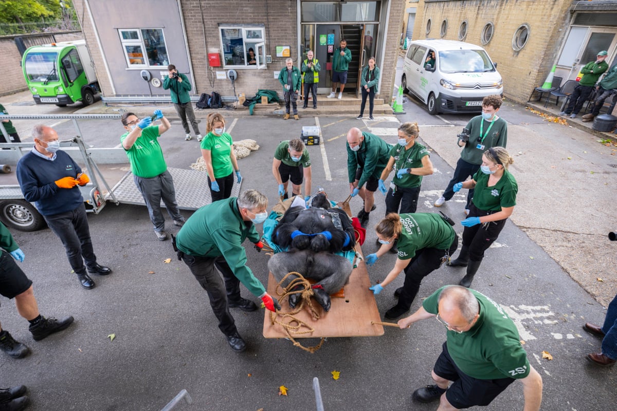 Kiburi, the 21-year-old patriarch of London’s gorilla troop