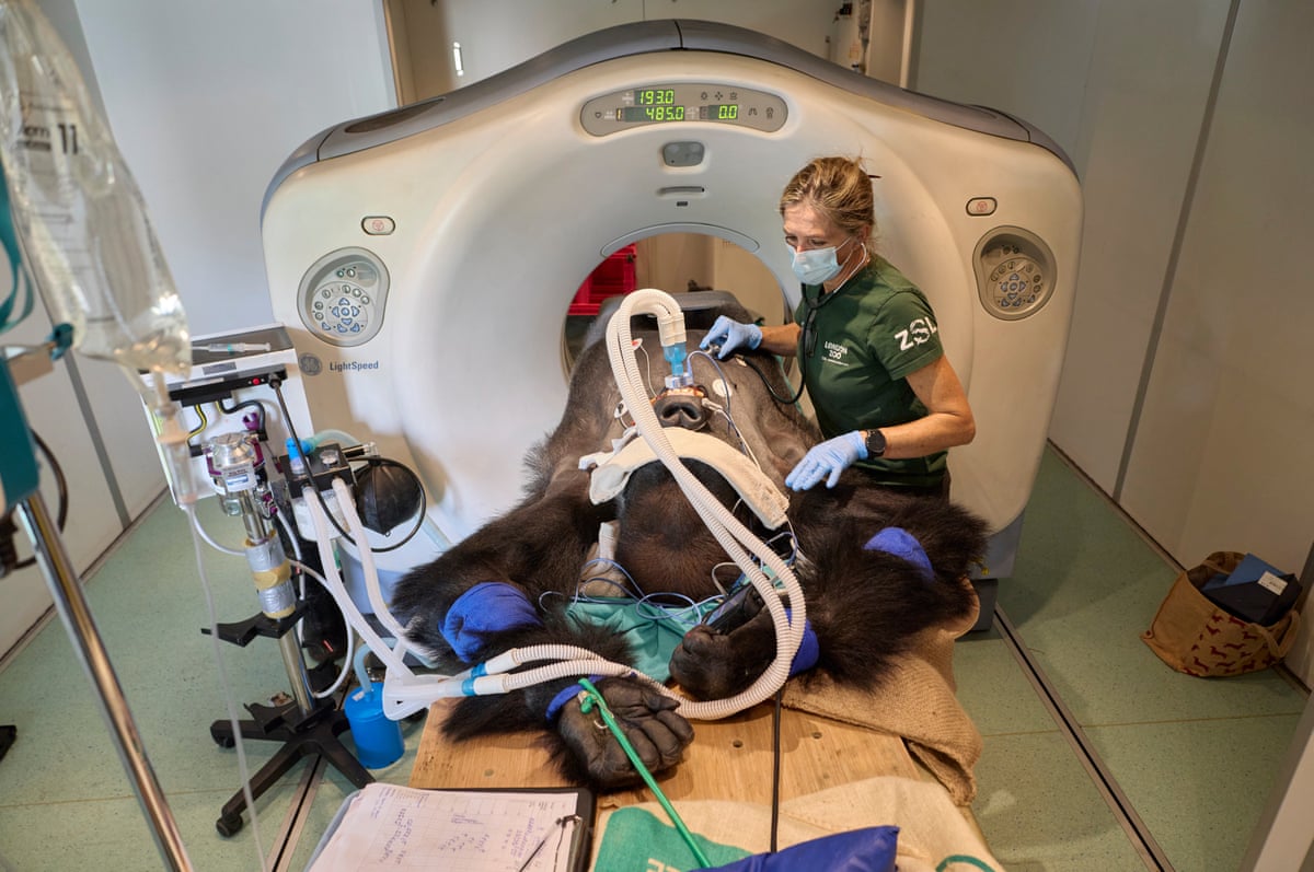 Kiburi is being investigated for potential gastrointestinal concerns