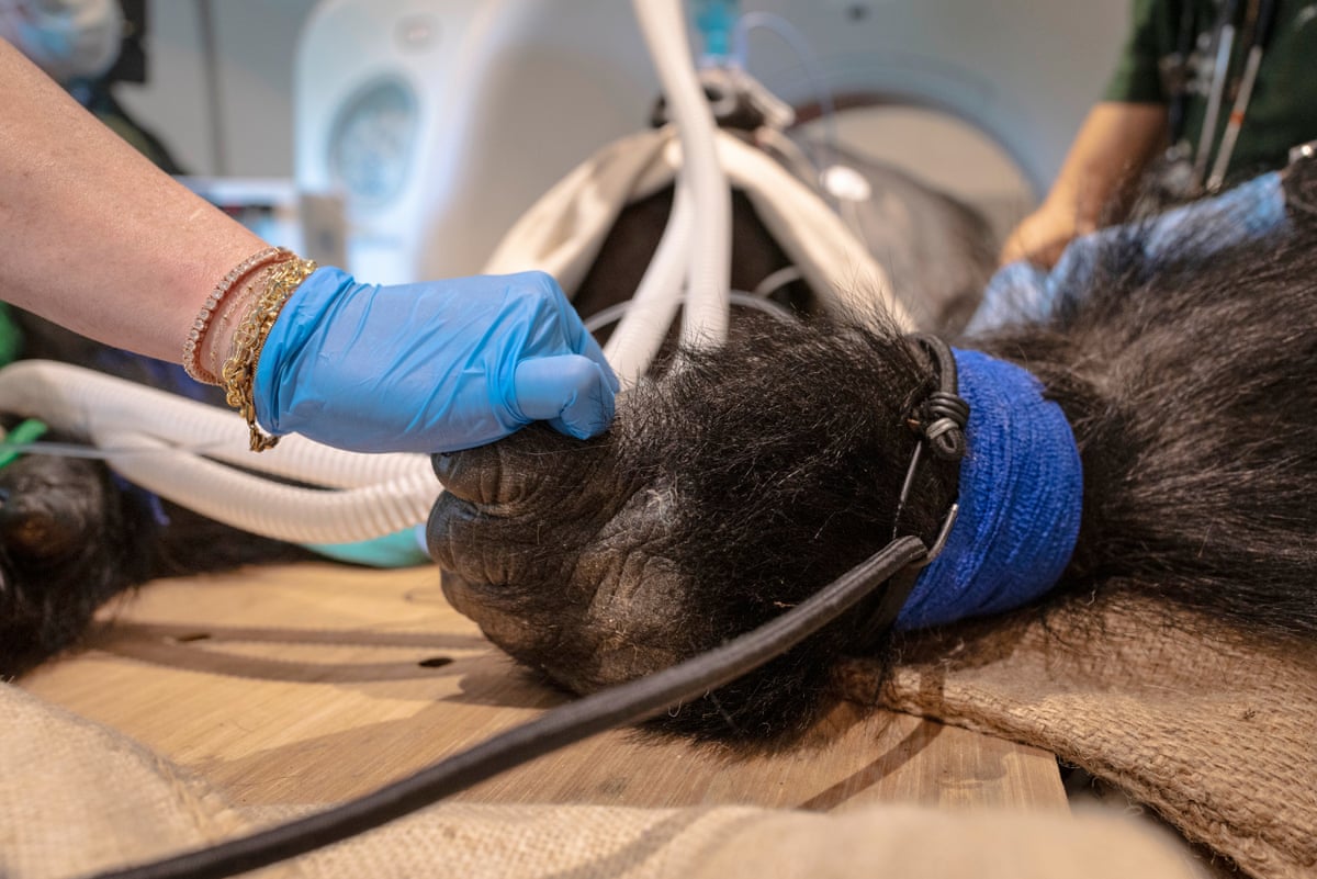 Head vet Amanda Guthrie holds Kiburi’s hand