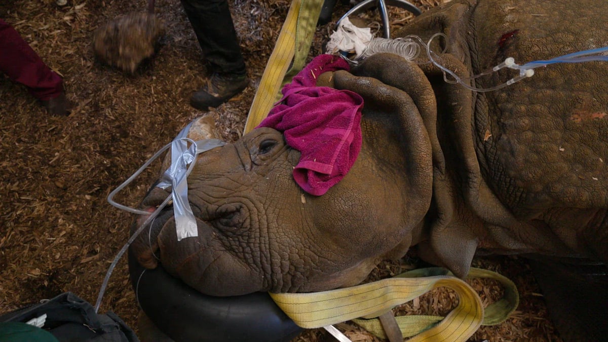 Cataract removal of Hugo the rhino at Whipsnade zoo | Credit: David Levene