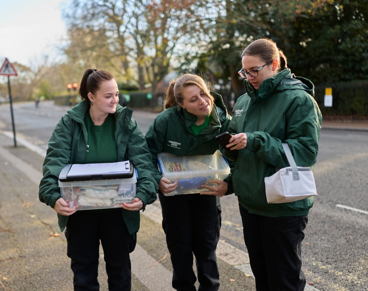 Harriet Woodhall (centre) heads to the Tower of London to check on its ravens