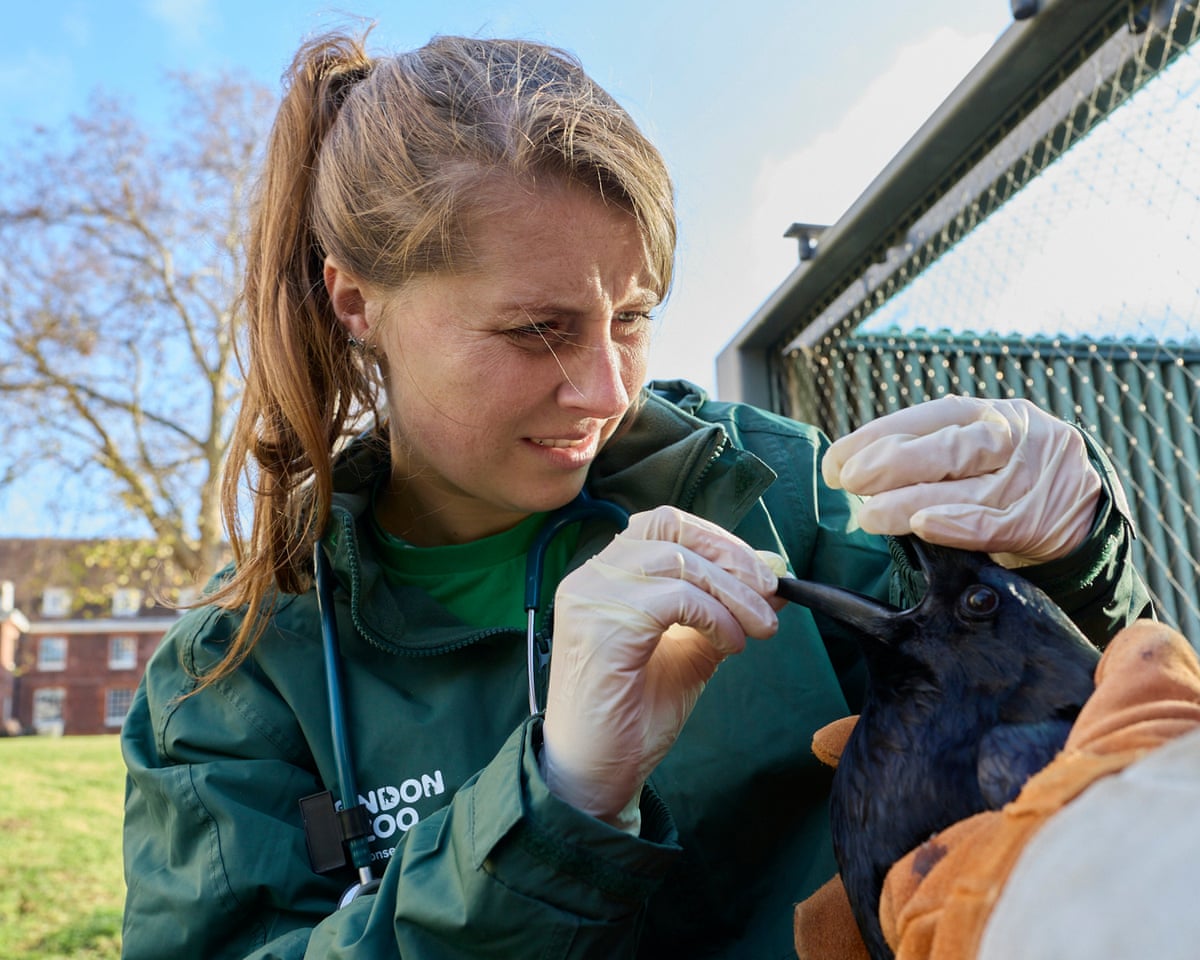 Woodhall with one of the ravens. ZSL’s wildlife health team are responsible for carrying out annual health checks on the birds