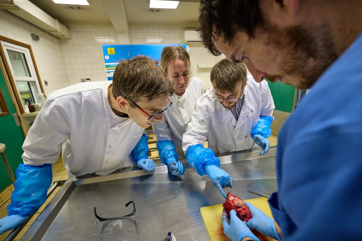 Pathologists examine Nugget’s brain