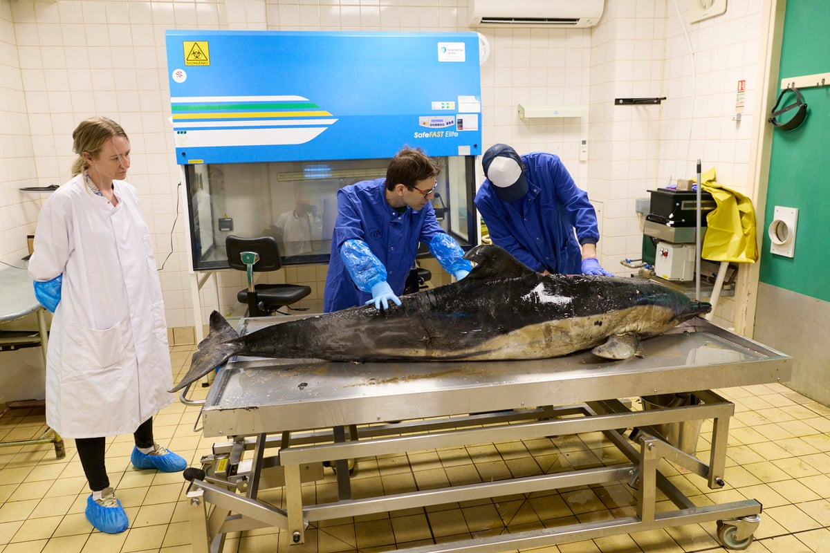 Spiro (centre) and his colleague Matt Perkins, conduct a postmortem on a porpoise that was found stranded in Cornwall. Spiro and Perkins are both part of ZSL’s Cetacean Strandings Investigation Programme