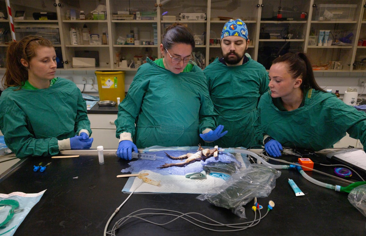 A mountain chicken frog has an operation to remove its gallbladder. The procedure on the frog – which can grow up to 1kg – is a success. ‘I’ve done surgery on smaller animals,’ says Guthrie (second left). ‘There’s nothing better than a giant frog’