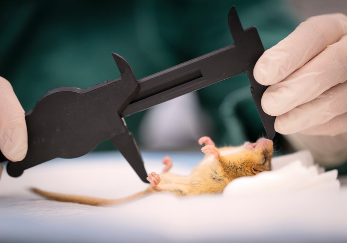An anaesthetised hazel dormouse is given a health check