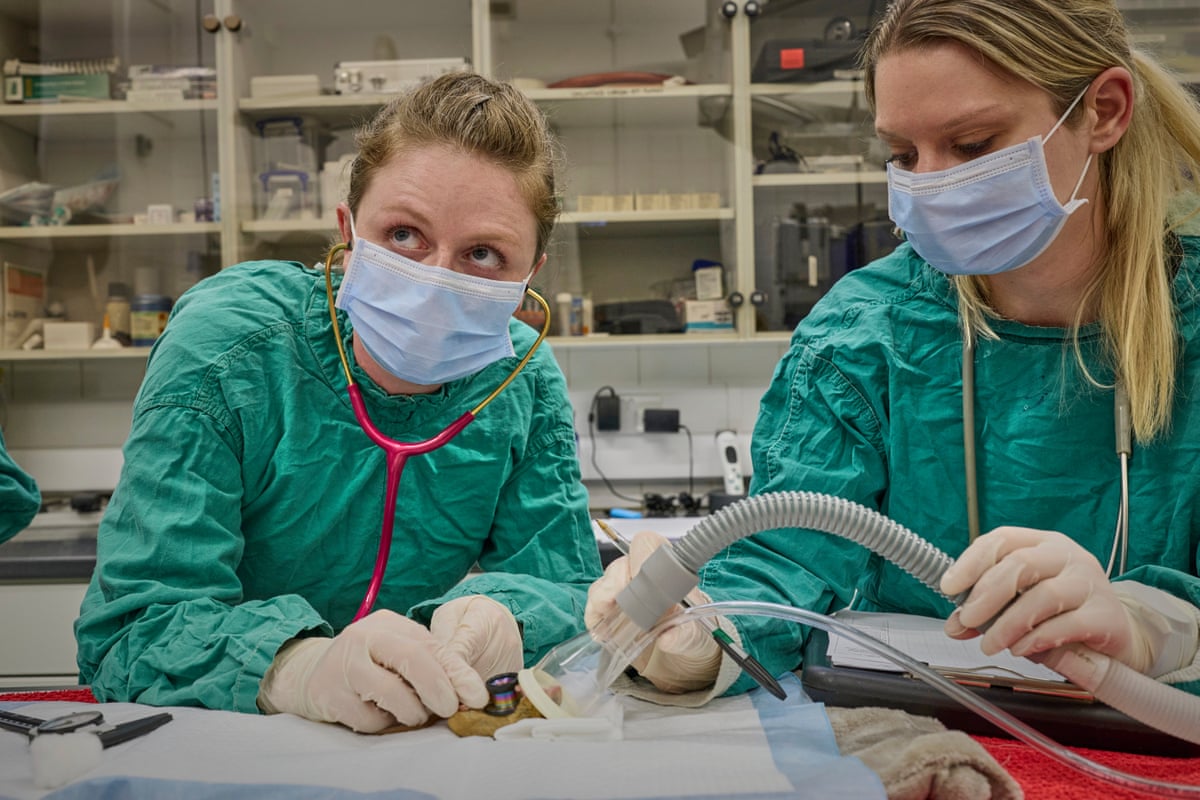 Dormice numbers have fallen by 70% in Britain since 2000