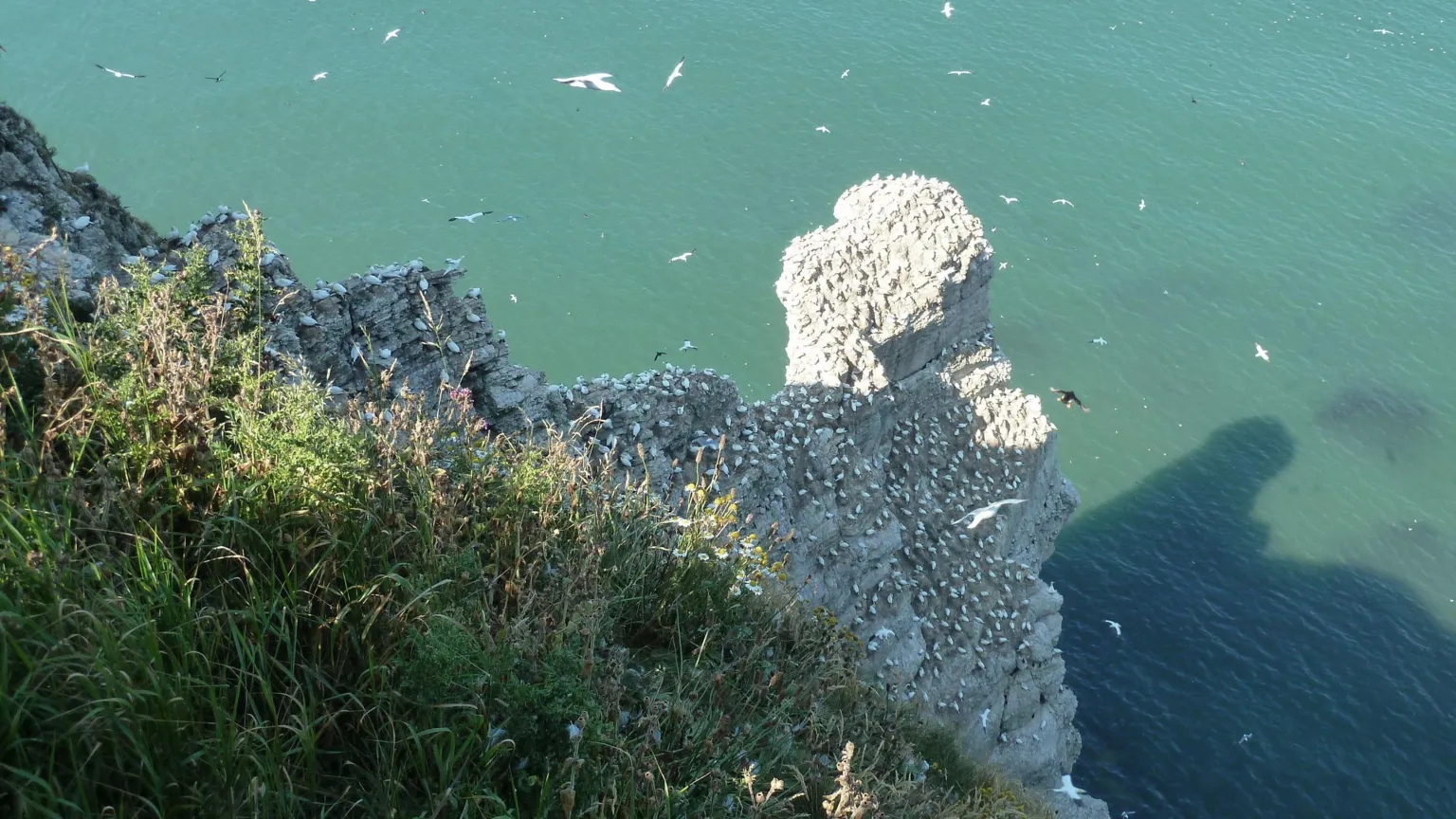 A view looking downwards from the grassy top of a chalk cliff to a rocky outcrop covered with white nesting birds above a green-blue sea. More birds are flying above the sea.