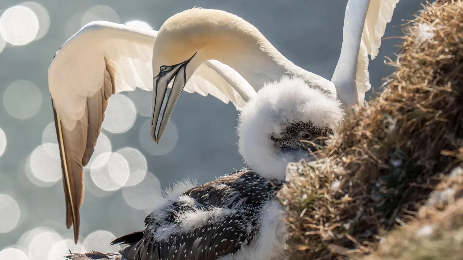  A white bird with a long grey beak spreads its wings as it stands beside a fluffy white and black chick, with part of a nest visible in the foreground. The camera lens has captured dappled sunlight in the background, which is out of focus.