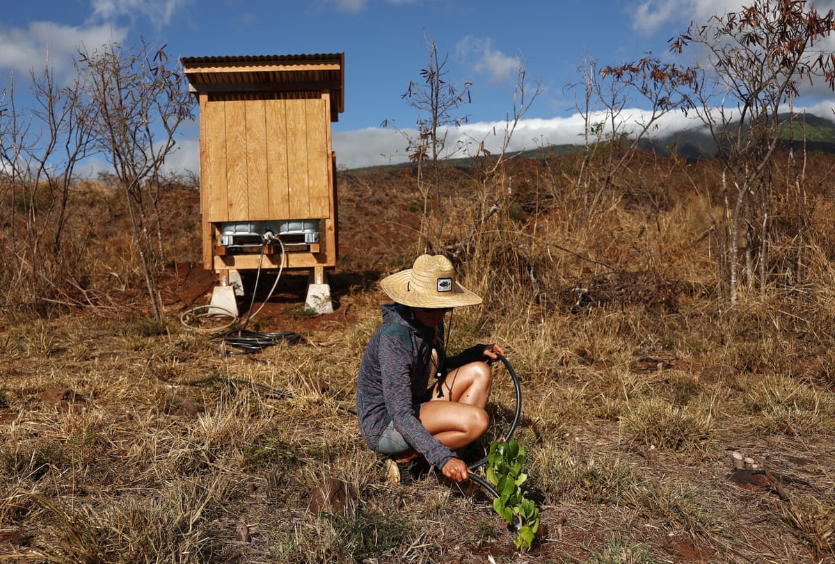 a person kneels to water a plant on a patch of land
