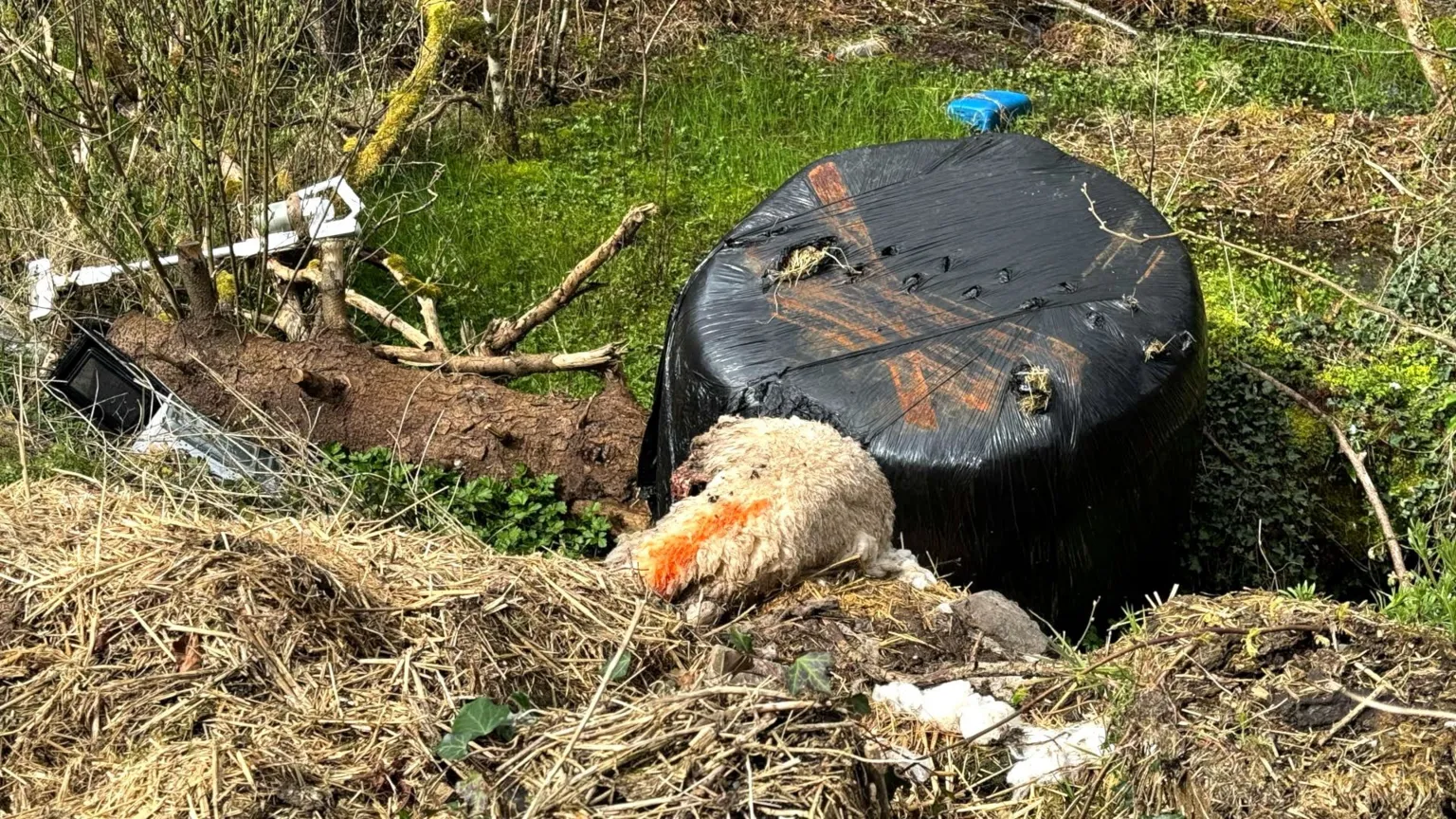 Rubbish and the top of a sheep carcass are seen in a ditch