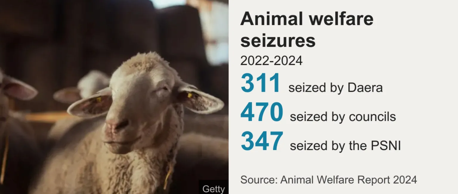 Graphic title: Animal welfare seizures 2022-2024 Graphic text: 311 seized by Daera 470 seized by councils 347 seized by the PSNI