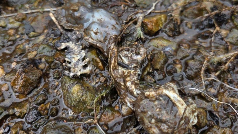 Llun grifft llyffant 