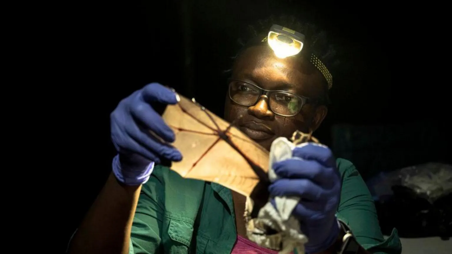 Etinosa Yvonne/Goldman Environmental Prize It is night and Tanshi is wearing a headlight as she holds a bat and opens it wing to look at it