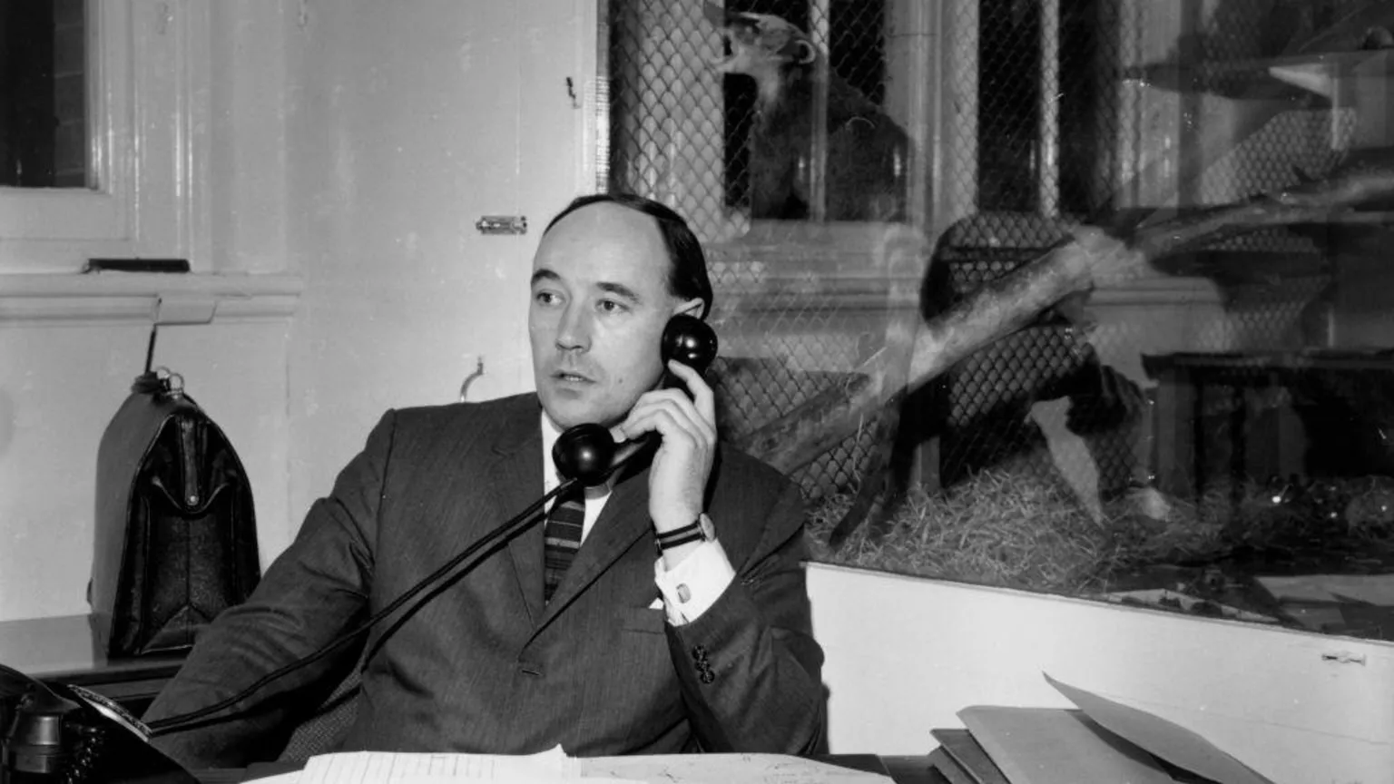  A black and white photograph of Desmond Morris, who wears a dark suit. He is holding a rotary phone receiver to his ear, while behind him is a glass display cabinet with a stuffed, small ring-tailed animal within it, posed on a log.