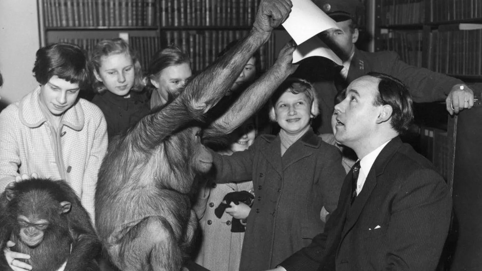  Desmond Morris. The scene is of a school trip to London Zoo. An orangutan is holding up a piece of paper over Desmond Morris' head. It is a black and white photo.