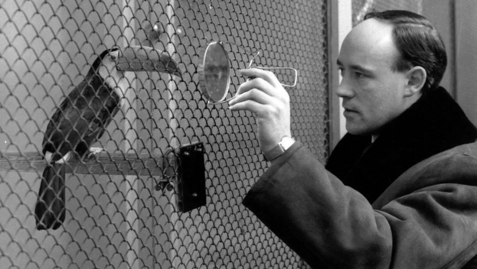  Desmond Morris is looking at a toucan through the wire of a cage. The toucan is looking at Morris.