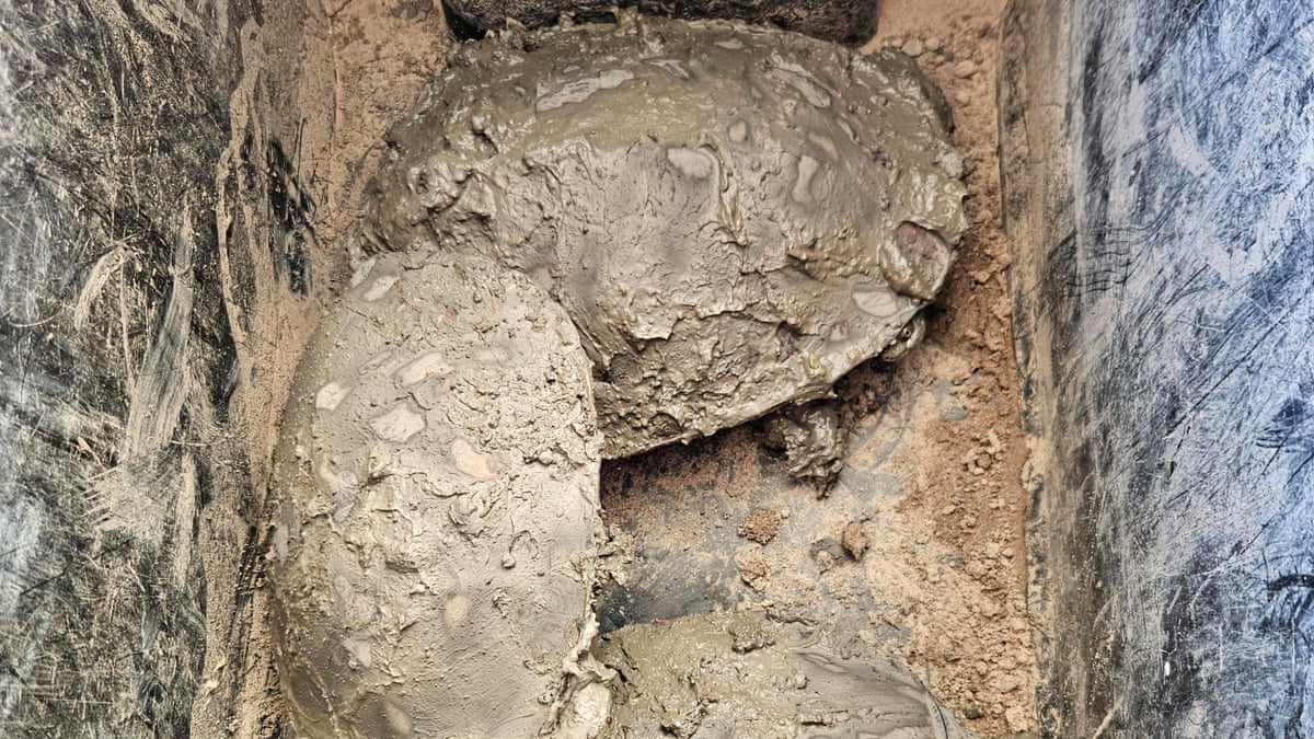 Scientists dig broad-shelled turtles stuck under mud in dried up wetlands – video