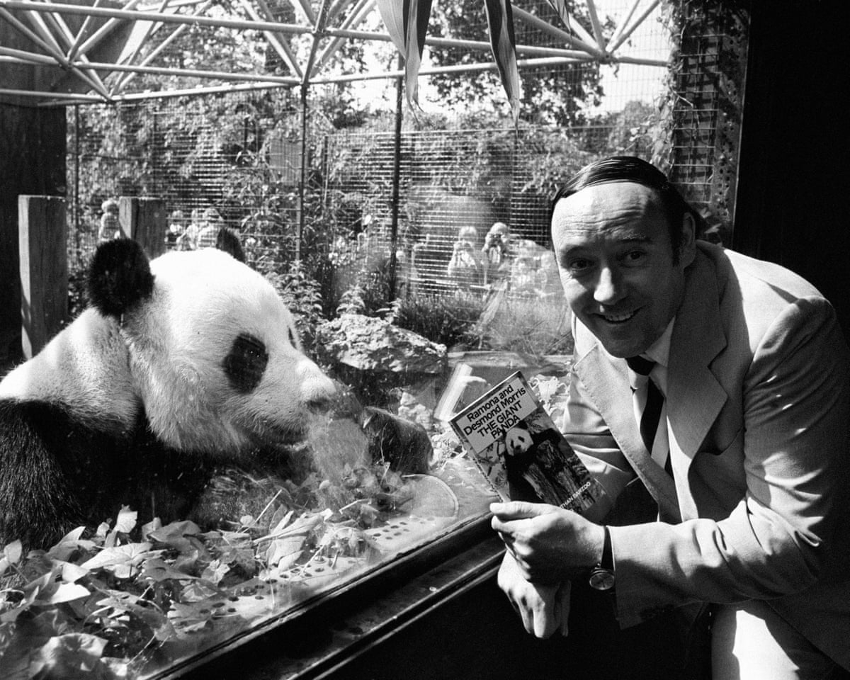 Desmond Morris holding a book and crouching next to an enclosure holding a giant panda
