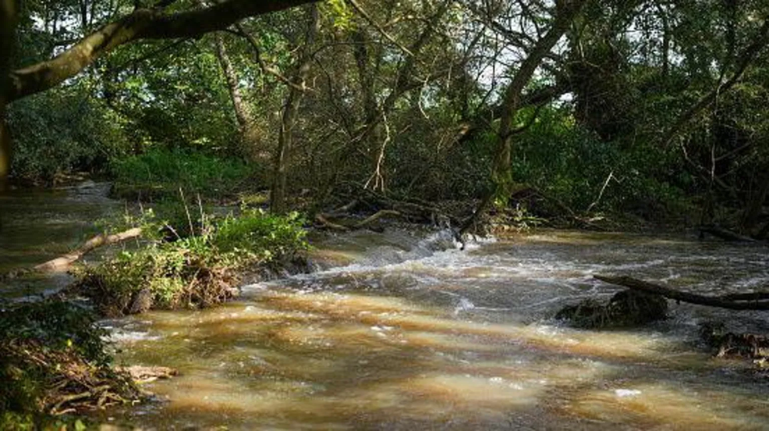  A covered section of the River Frome, surrounded by woodland, as it gushes over rocks. The water looks murky,
