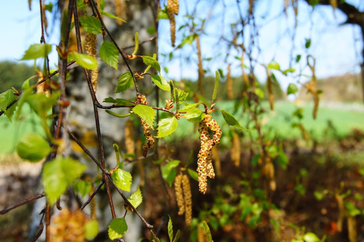 Partial view of birch tree