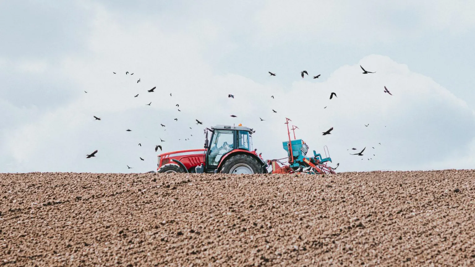  A red tractor drives through a dirt field, surrounded by flying birds.
