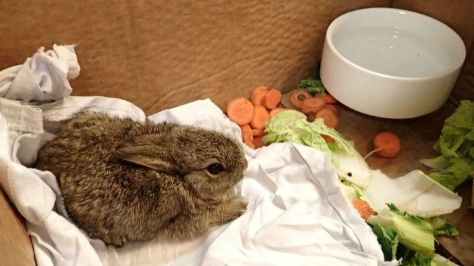 Valaris A bunny in a box on a towel, with a bowl, and bits of vegetables, including carrots.