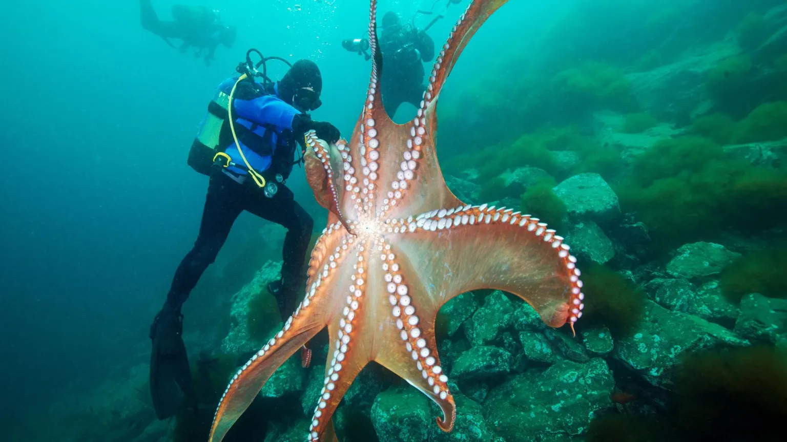  A large octopus with outstretched arms showing a series of round tentacles rests on rocks against the backdrop of blue sea. Three divers swim close to the animal.