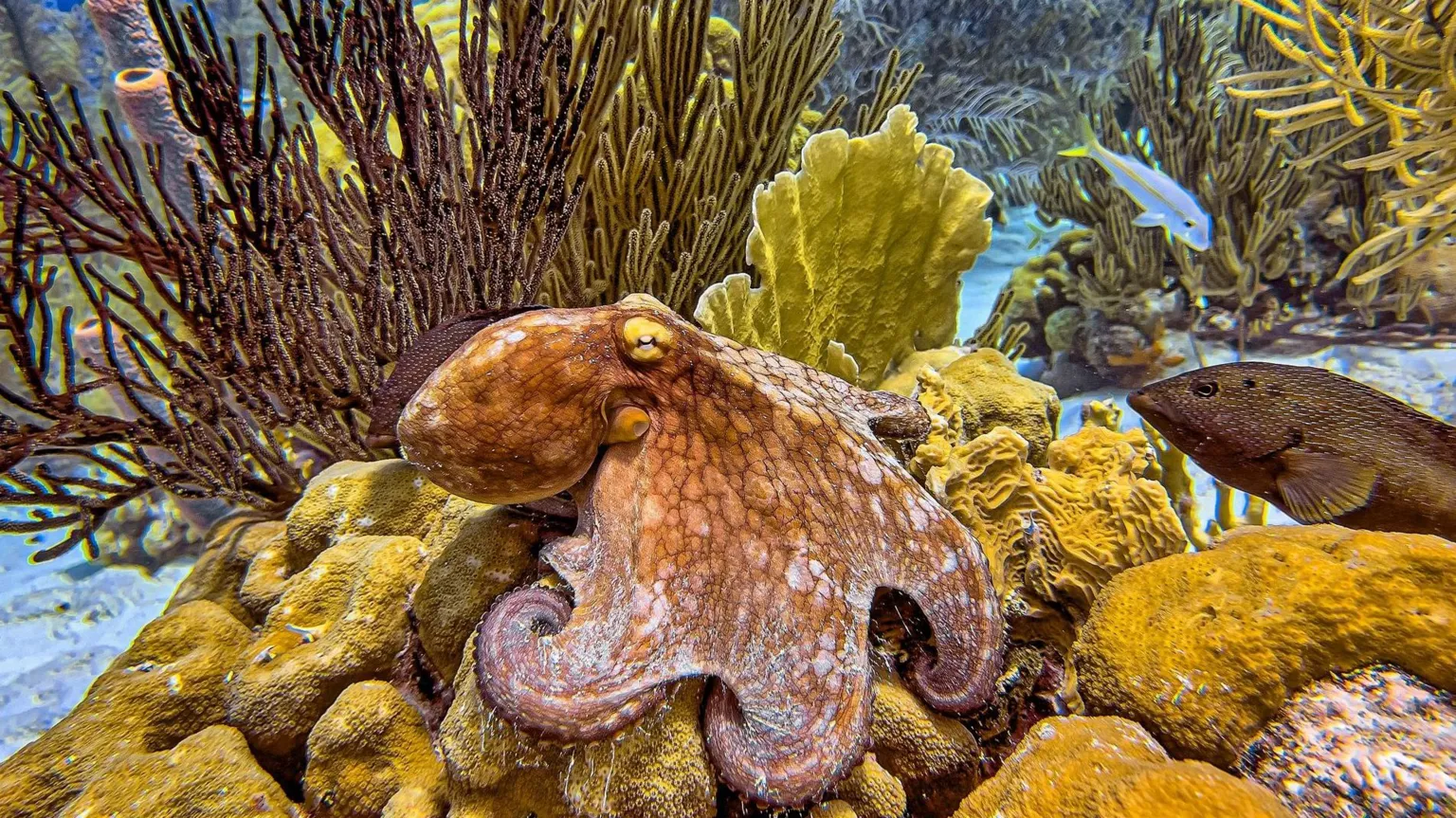  A brown and yellow octopus sits on yellow-green rocks on the ocean floor as fish swim by.