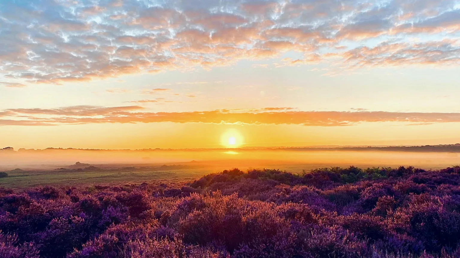 Julie Smart The sun rising over Roydon Common. In the foreground, there are plants that are tinged red by the sunlight. There is fog on the ground. The sun is in the middle of the picture. There are clouds in the sky, which also has red tinge.