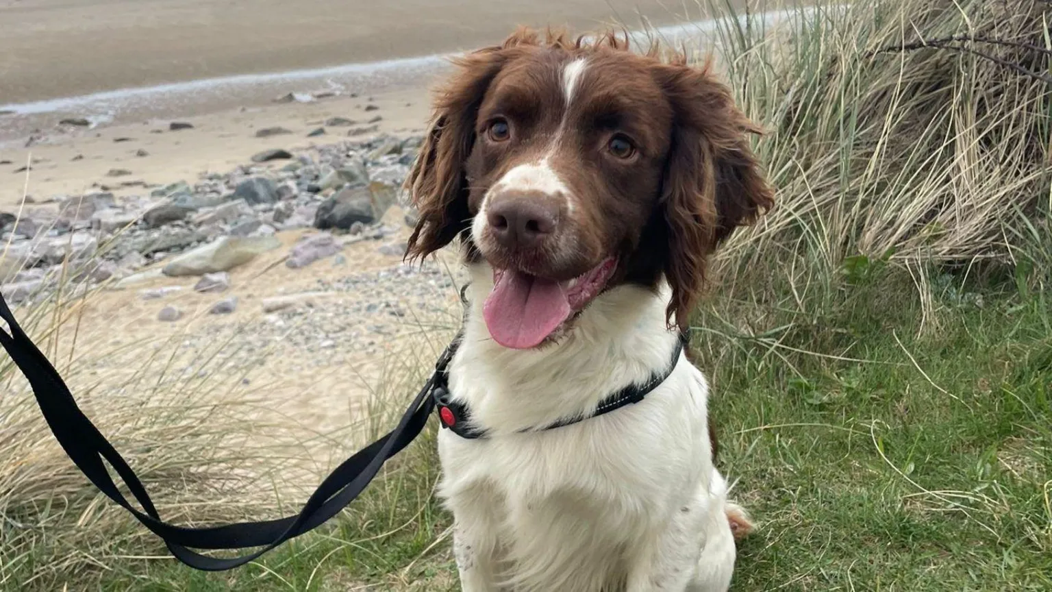 Spaniel Aid Brown and white springer spaniel on a a patch of grass next to a sandy beach. The dog has it's mouth open with it's pink tongue out. 