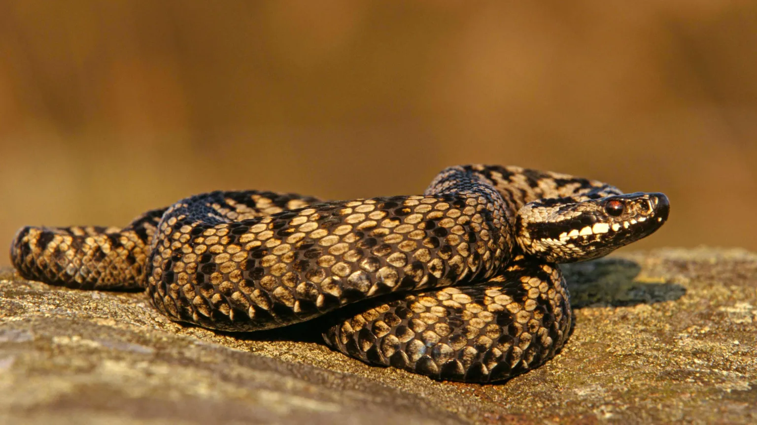 Avalon/Universal Images Group/ An adder, which is a type of snake on a rock. It has a reddish eye and dark brown scales.