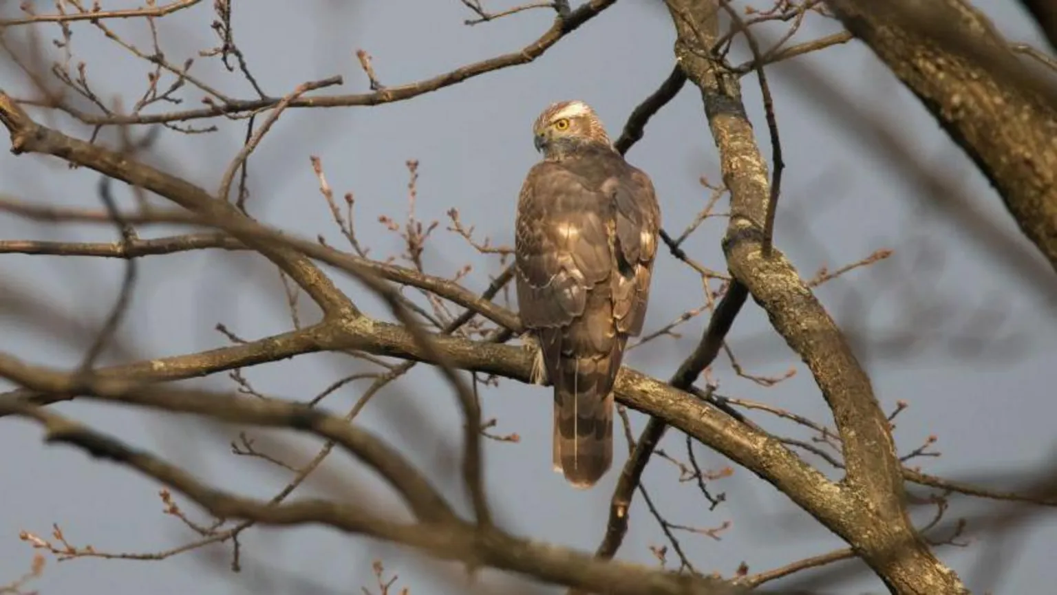 RSPB A goshawk - a bird of prey - sitting amongst tree branches, generic image.