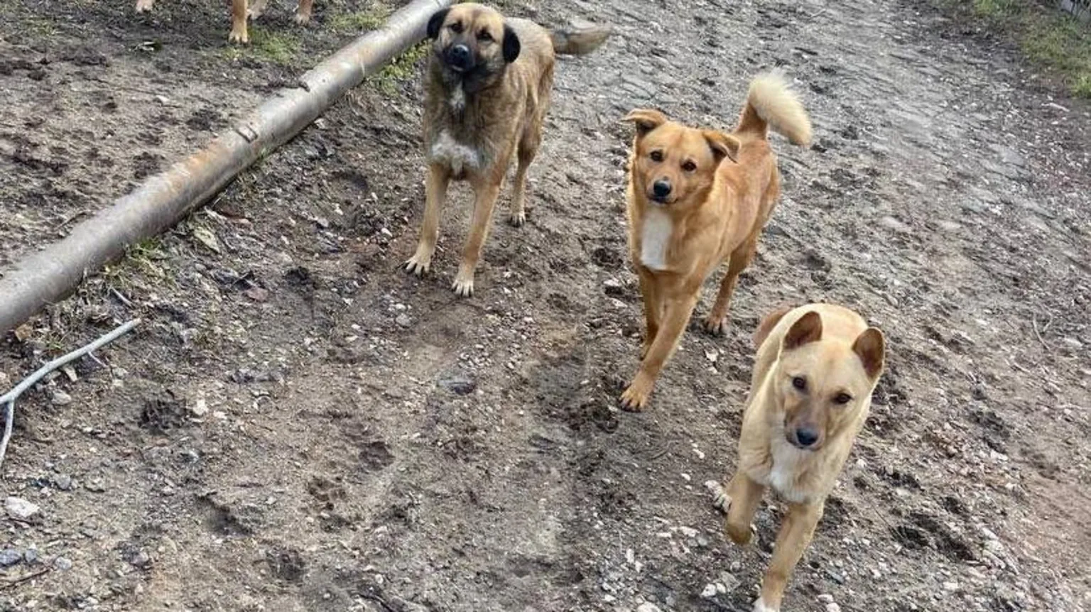 Hachiko Foundation Three expectant dogs look into the camera