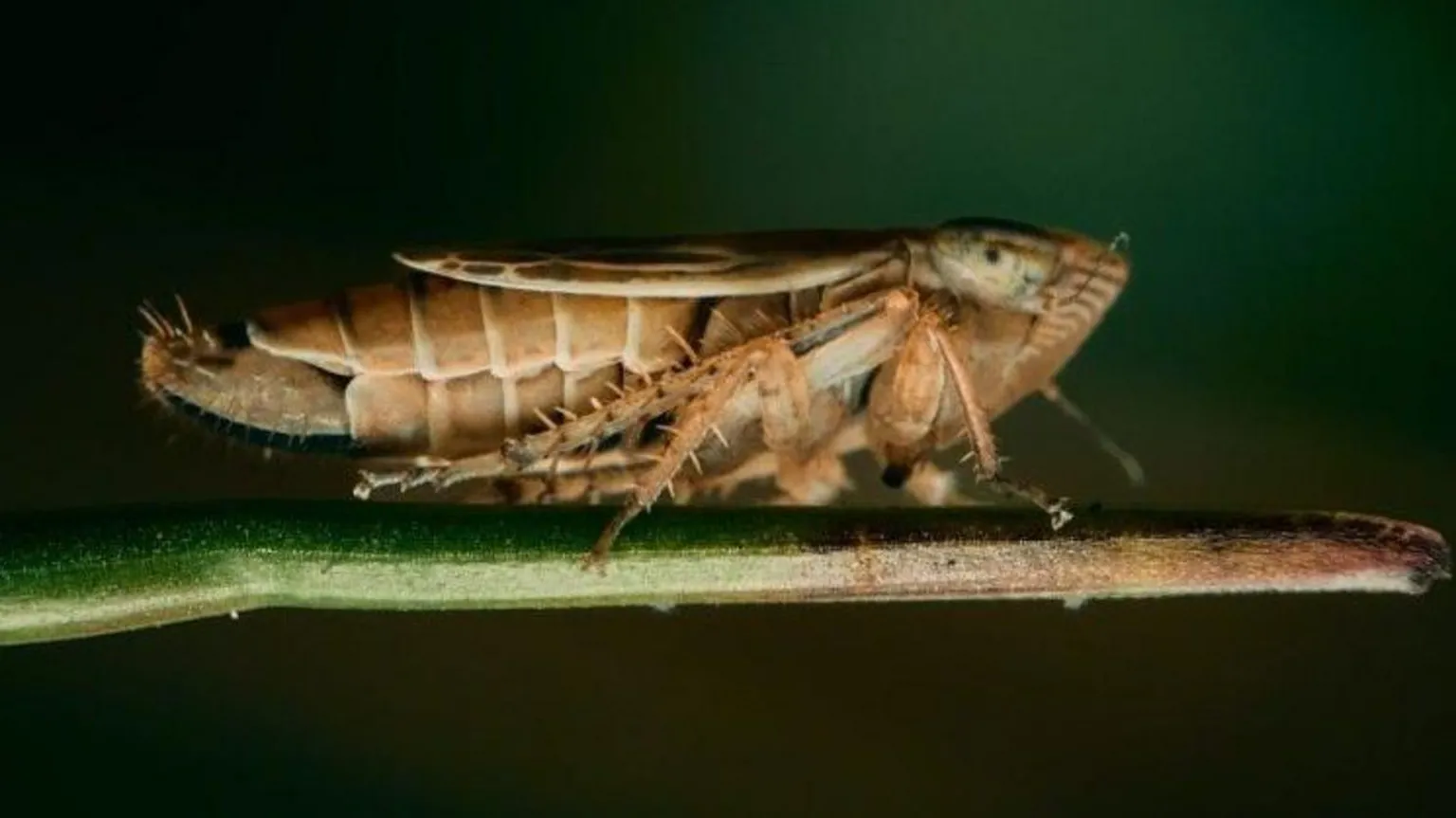 Froghopper - Adam Morgan A close-up of a froghopper on a plant stem. The insect is light brown and the stem is bright green.