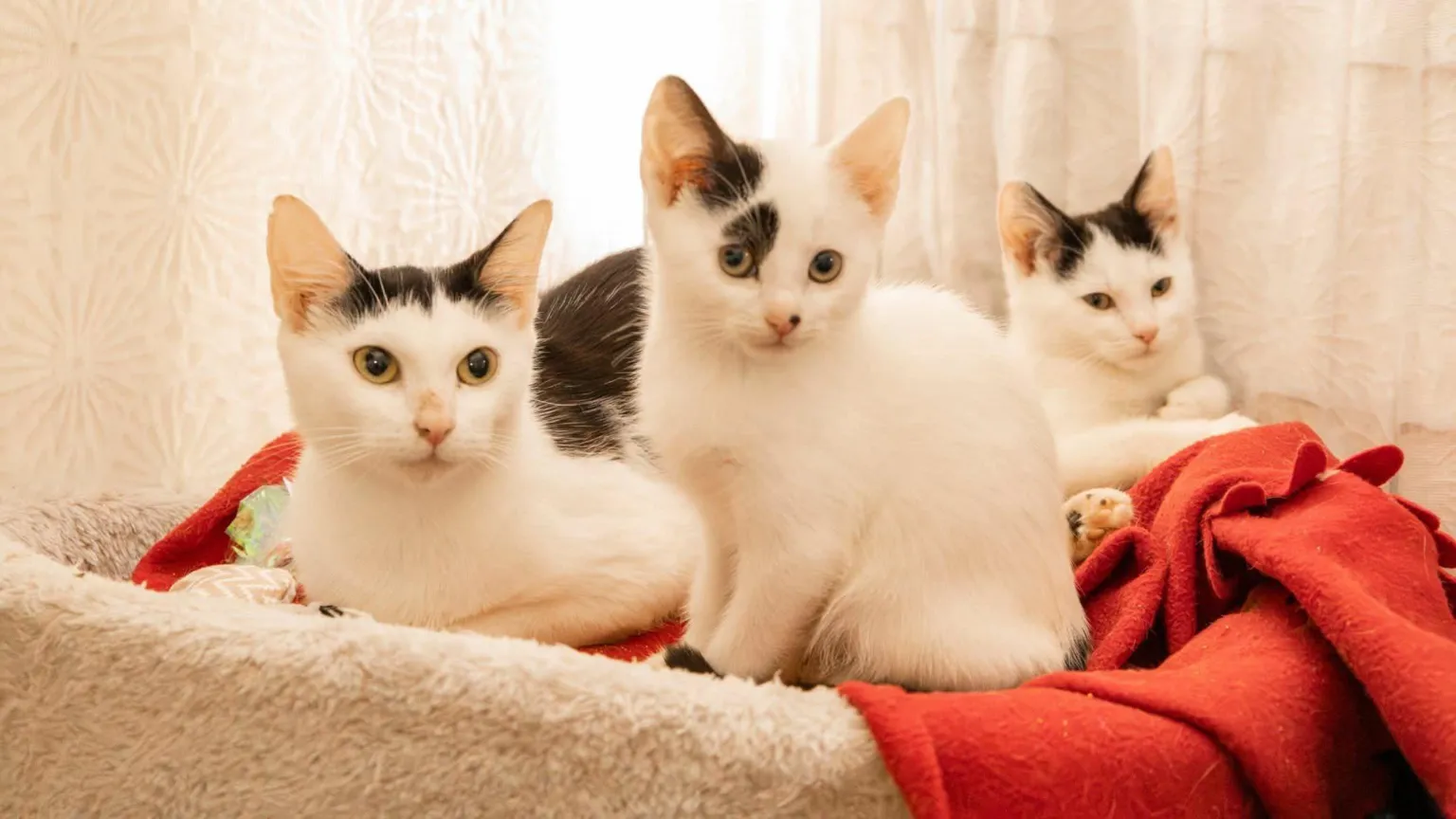 SJWEbb Photography Three kittens