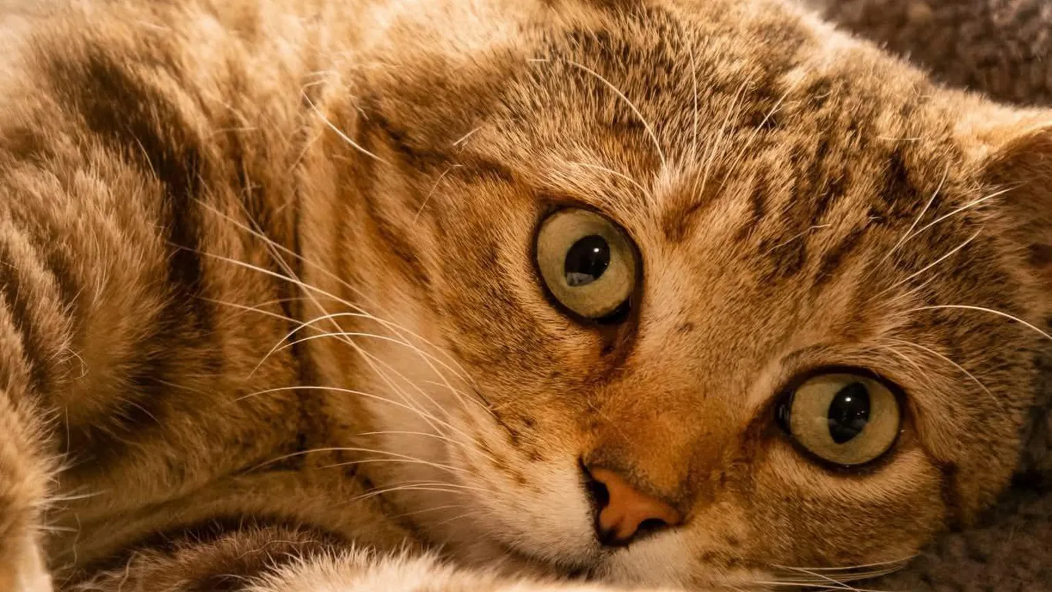 SJWebb Photography A ginger cat with green eyes.