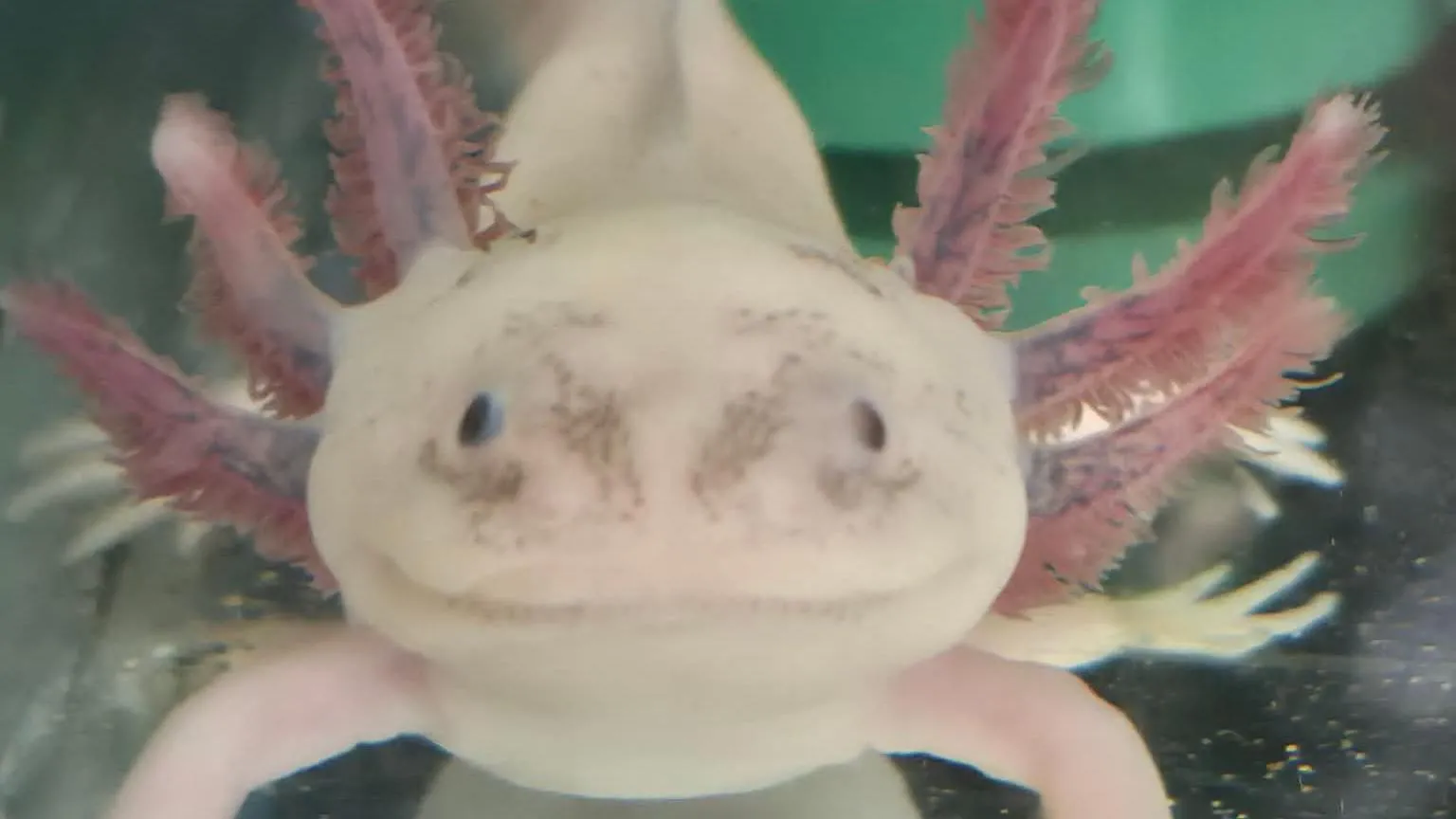 Emma Honeyfield Close up of Emma's axolotl in a tank which looks like it's smiling. It is pale pink with darker frilly gills