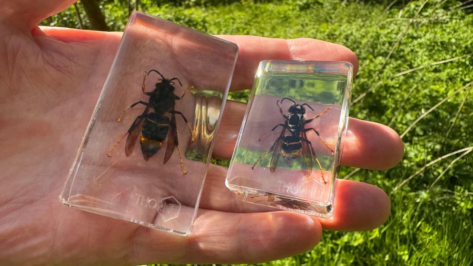 A close up that shows a hand holding two clear displays cases with Asian hornets. A larger queen is on the right and a smaller worker is on the left.