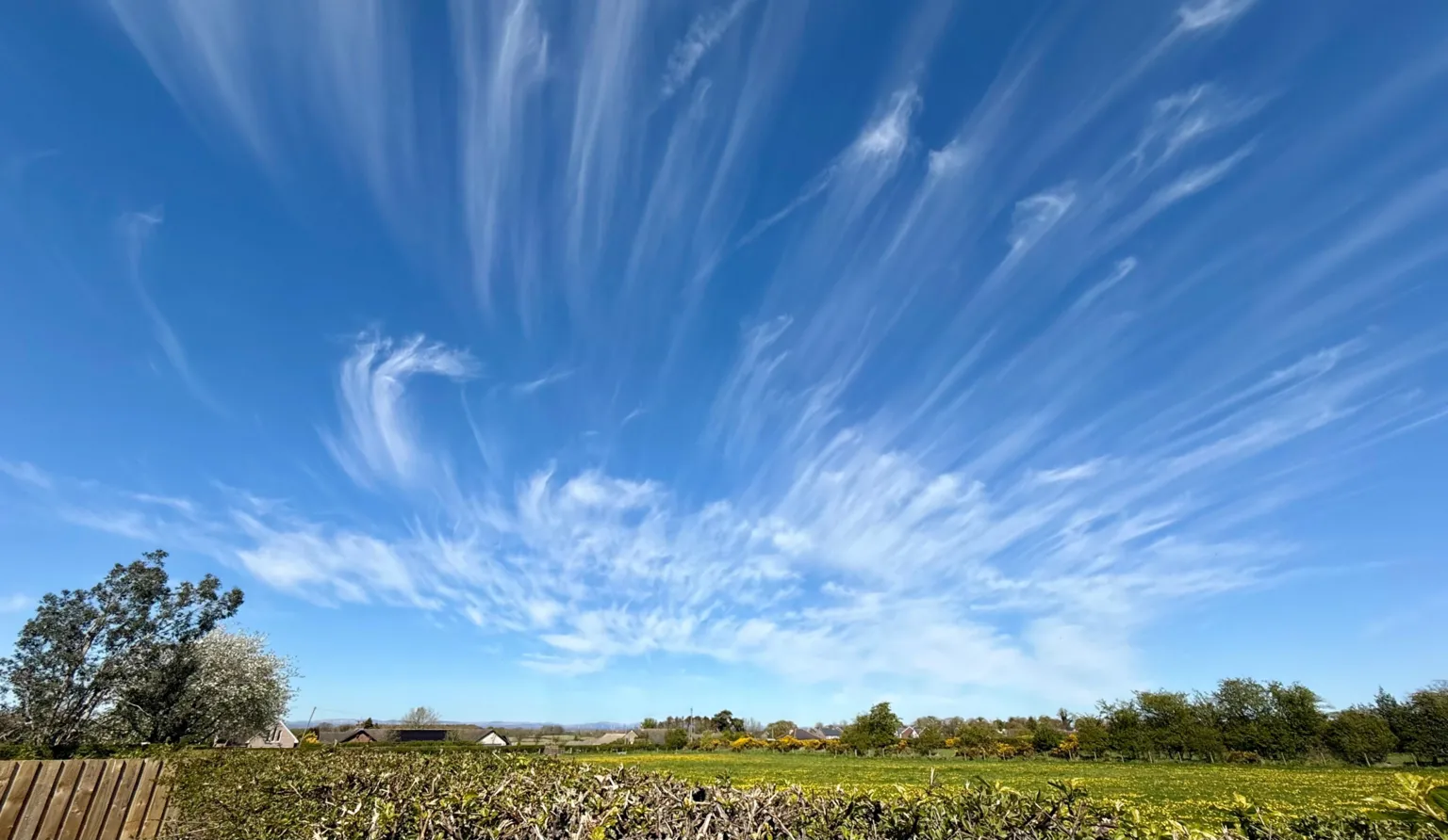 Skyclark The top of a freshly-cut hedge is in the foreground bordering a green field dotted with yellow flowers, with some trees in the distance. Above, in a bright blue sky, are thin sweeps of light cloud streaking out from the centre.