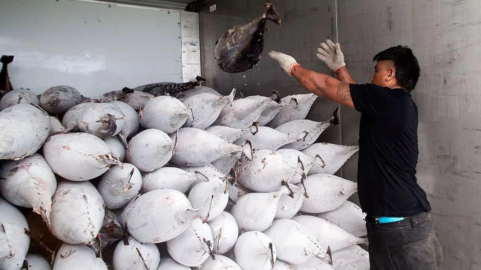 AFP via A fisherman with a pile of frozen tuna